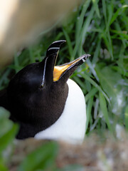 Close-up of a razorbill (Alca torda) perched on a cliffside in Scotland, with its beak open....