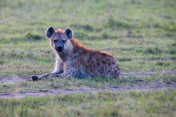 hyena in the savannah