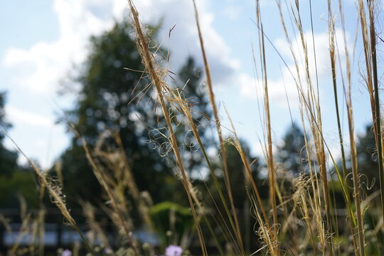 natural image of stipa capillata (hairy feathergrass) on a sunny day during summer
