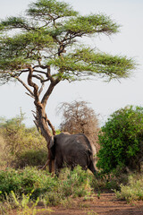 Elephant in Kenya