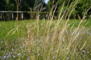 natural image of stipa capillata (hairy feathergrass) on a sunny day during summer