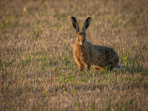 Brown Hare in a meadow of Wheat and Grass