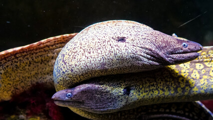 Two vibrant moray eels are seen coiled together in a lively underwater environment filled with marine life and coral formations.