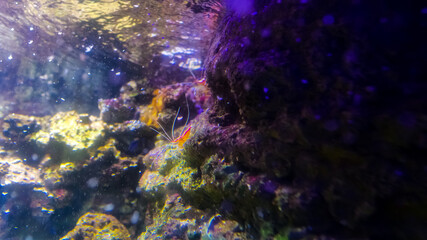 Brightly colored fish swim gracefully amongst rocks and corals in a lively underwater habitat, illuminated by soft natural light filtering through the water.