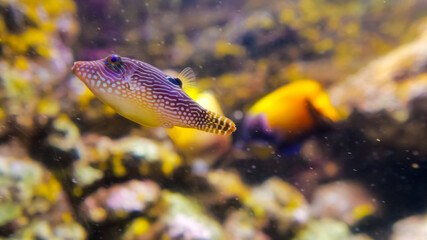 Brightly colored fish glide through a lush coral reef, surrounded by diverse marine life in clear water. Sunlight filters down, creating a lively underwater atmosphere.