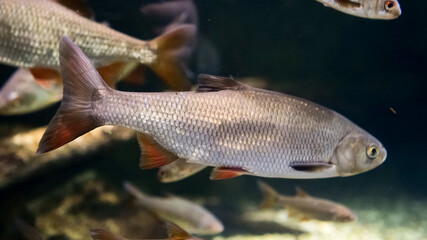 A variety of fish gracefully swim in a well-maintained aquarium, showcasing their vibrant scales and fascinating behaviors in a serene aquatic environment.