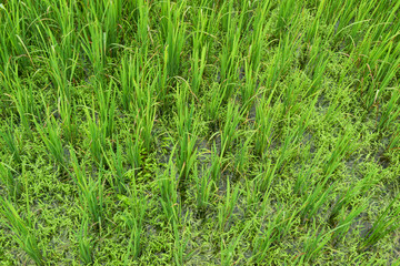 Paddy plants in field