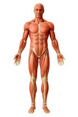 Realistic 3D anatomical illustration of the complete human muscular system showing detailed body muscle structure for medical educational use