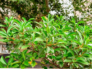 Green shrub with glossy leaves growing near urban building and trees in background. Ecology, city greenery, and natural vegetation supporting urban environmental balance.