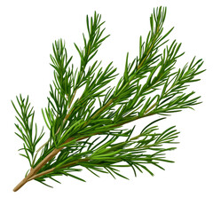 Fototapeta premium Detailed Green Pine Sprig with Natural Needle Texture on a Transparent Backdrop