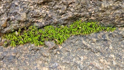 green moss on the stone