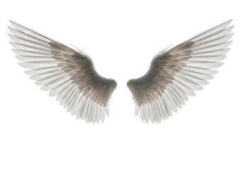 Obraz premium Symmetrical bird wings fully opened on white background, representing freedom, angelic symbolism or flight. 