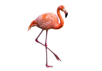 Isolated photo of a bright pink flamingo bird standing elegantly on one leg, used in nature, wildlife, or tropical themes.
