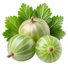 Fresh gooseberries on a white background, with both ripe and green berries, are a sweet and healthy organic fruit