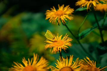Yellow butterfly perched on vibrant yellow flowers in a lush garden during daytime