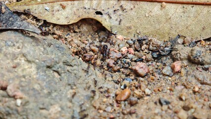 ants on a log