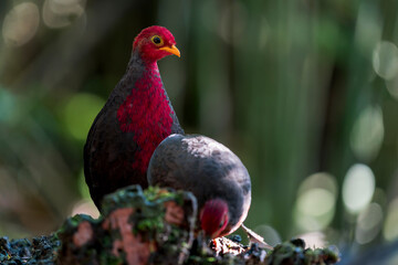 Male Crimson-headed Partridge standing with another male in front of him.  The photo is taken on Borneo, Malaysia