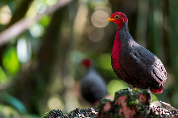 Male Crimson-headed Partridge standing behind him is another male partridge in the background on the forest floor. The photo is taken on Borneo, Malaysia