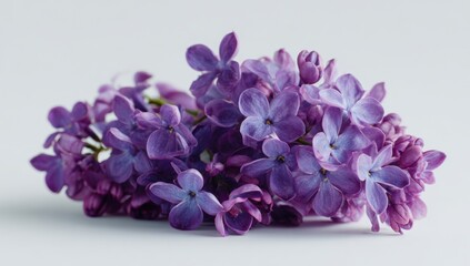 Close-up of a cluster of vibrant purple lilacs