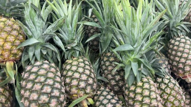 Several pineapples are lined up.