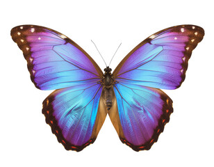 Obraz premium Firefly_Illustration of purple butterfly________