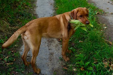 Red Fox Labrador with a corn on the cob