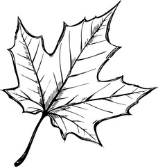 Autumn leaves falling nature walk photography outdoor close-up seasonal change