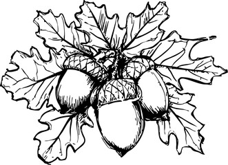Acorns falling from oak trees forest nature autumn scene close-up view botanical artwork for nature lovers