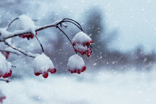 Branches with red berries covered in fresh snow during snowfall, winter atmospheric landscape in cold tones, natural seasonal background for design and decorative projects