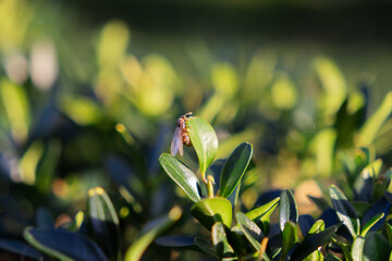 Tiny winged insect rests gently on a vibrant green leaf, bathed in warm golden sunlight, symbolizing nature's delicate balance and summers vibrant life