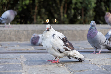 Distinctive white and brown pigeon stands prominently on rough urban paving, observing blurred city surroundings, embodying resilient wildlife and natural urban adaptation
