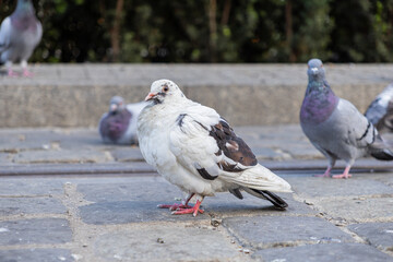 A white pigeon with unique brown markings stands poised on a city pavement, embodying urban wildlife, resilience, and peaceful adaptation in modern environments