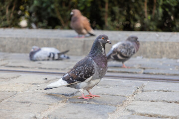 Resilient urban pigeons standing and resting peacefully on an old cobblestone street, showcasing common city wildlife in a bustling environment