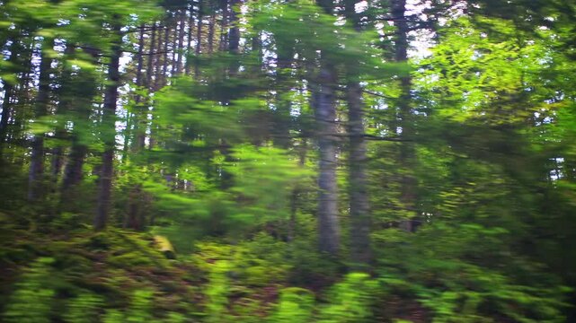 Pov car point of view driving on Gaudineer knob at Monongahela national forest Allegheny mountains of West Virginia by woods woodland view