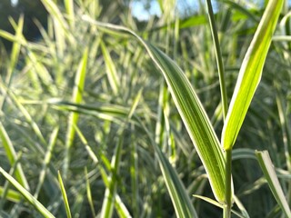 Green grass blades in sunlight, natural summer background.