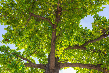 Look at the top of a large outdoor tree,photo up to the tree top shot from below.