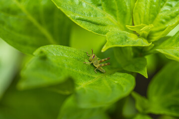 Green grasshopper macro,A macro shot captures a bright green grasshopper resting on a leaf. The grasshopper is in profile, showcasing its long antennae, large eyes.