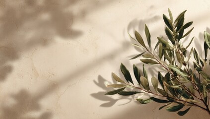 Olive branch shadows on light beige surface