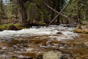 Raging river in spring through a remote forest