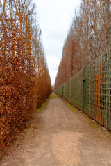 Visitors enjoy a peaceful walk through the beautifully manicured paths lined with trees and hedges in the historic gardens of Palatul Versailles on a cloudy day.