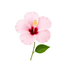 pink,bright red hibiscus flower isolated.Close-up of a beautiful  hibiscus flower with delicate petals and a vibrant center, perfect for nature and floral-themed designs, png transparent