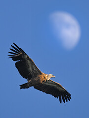 Sky Guardian and the Moon