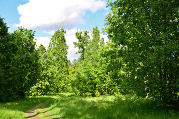 nature background with Sunlit Path Through Lush Green Forest
