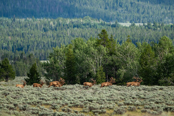 Elk Herd Moves Through Sagebrush in Foothills of the Teton Range