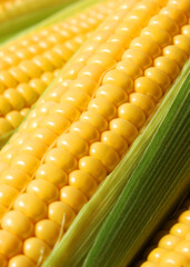Fresh corn close-up on the table close-up. Vertical photo format