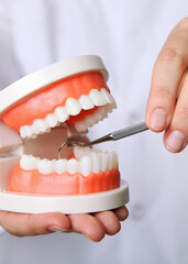Doctor dentist demonstrates a model of teeth in his hands. Vertical photo format