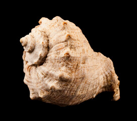 Shell isolated on black background.