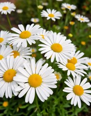 Fototapeta premium Daisy blossoms bask in sunlight a meadows delight