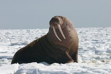 Walrus on ice 