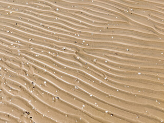 Real photograph of a natural sand pattern with small seashells in the center. Detailed texture and authentic beach scene captured from above.